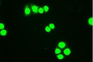 Immunofluorescent staining of HT29 cells using anti-HHex mouse monoclonal antibody (ABIN2452235). (HHEX Antikörper  (AA 100-270))