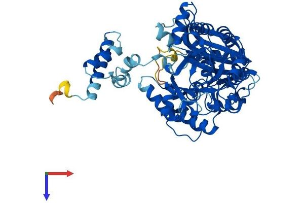 ELP3/KAT9 Protein (AA 1-547) (His tag)