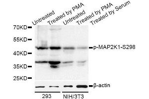 Western blot analysis of extracts of 293 and NIH/3T3 cells, using Phospho-MAP2K1-S298 antibody (ABIN5969913) at 1/1000 dilution. (MEK1 Antikörper  (pSer297))
