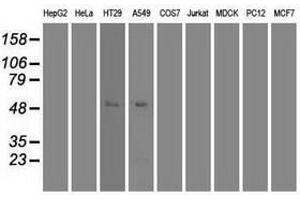 Image no. 7 for anti-Myc Proto-Oncogene protein (MYC) antibody (ABIN1497013) (c-MYC Antikörper)