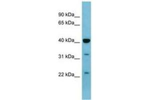 Image no. 1 for anti-Mitogen-Activated Protein Kinase 3 (MAPK3) (AA 251-300) antibody (ABIN6741660) (ERK1 Antikörper  (AA 251-300))