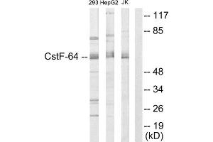 Western Blotting (WB) image for anti-Cleavage Stimulation Factor, 3' Pre-RNA, Subunit 2, 64kDa (CSTF2) (N-Term) antibody (ABIN1849326) (CSTF2 Antikörper  (N-Term))