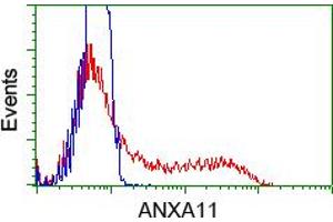 Flow Cytometry (FACS) image for anti-Annexin A11 (ANXA11) antibody (ABIN1496647) (Annexin A11 Antikörper)