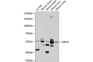 Western blot analysis of extracts of various cell lines, using SRP54 antibody (ABIN1682884, ABIN3018580, ABIN3018581 and ABIN6220502) at 1:1000 dilution. (SRP54 Antikörper  (AA 196-455))