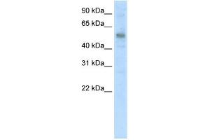 WB Suggested Anti-KLF10 Antibody Titration:  5.