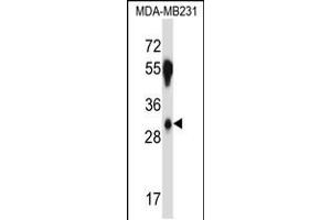 Western blot analysis in MDA-MB231 cell line lysates (35ug/lane). (SFRS2B Antikörper  (N-Term))