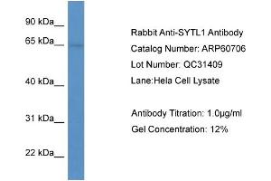Western Blotting (WB) image for anti-Synaptotagmin Like Protein 1 (SYTL1) (N-Term) antibody (ABIN2788545)