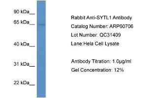 WB Suggested Anti-SYTL1  Antibody Titration: 0. (SYTL1 Antikörper  (N-Term))