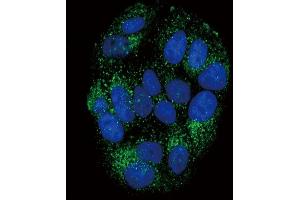 Confocal immunofluorescent analysis of PYY Antibody (C-term) (ABIN651296 and ABIN2840175) with MCF-7 cell followed by Alexa Fluor? (Peptide YY Antikörper  (C-Term))