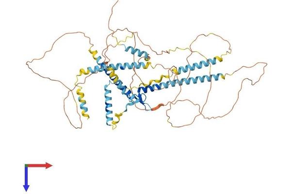 GATAD2B Protein (AA 1-594) (His tag)