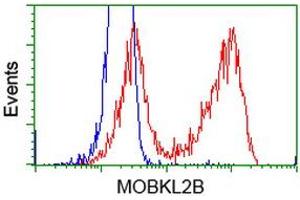 HEK293T cells transfected with either RC205977 overexpress plasmid (Red) or empty vector control plasmid (Blue) were immunostained by anti-MOBKL2B antibody (ABIN2453321), and then analyzed by flow cytometry. (MOBKL2B Antikörper)