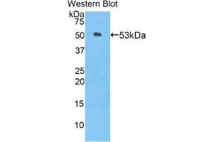 Western Blotting (WB) image for anti-Angiopoietin-Like 3 (ANGPTL3) (AA 237-455) antibody (ABIN1858005)
