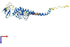 RNF144B Protein (AA 1-301) (His tag)