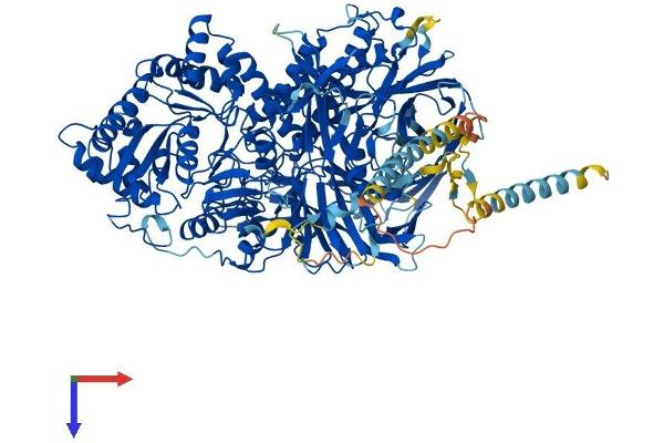 MAN2A2 Protein (AA 1-1150) (His tag)