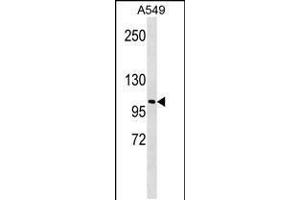 Western blot analysis in A549 cell line lysates (35ug/lane). (LOXL2 Antikörper  (C-Term))