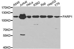 Western blot analysis of extracts of Jurkat cell line, using PARP1 antibody. (PARP1 Antikörper  (AA 150-250))