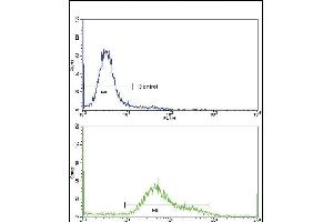 Flow cytometric analysis of hela cells using CD71 Antibody (C-term)(bottom histogram) compared to a negative control cell (top histogram)FITC-conjugated goat-anti-rabbit secondary antibodies were used for the analysis. (Transferrin Receptor Antikörper  (C-Term))