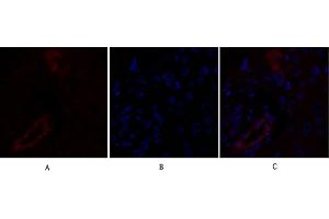 Immunofluorescence analysis of human liver tissue. (Claudin 5 Antikörper  (AA 140-220))