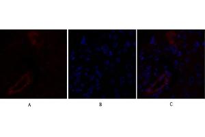Immunofluorescence analysis of human liver tissue. (Claudin 5 Antikörper  (AA 140-220))