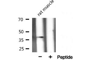 Western blot analysis on rat muscle tissue lysate using XRCC3 Antibody (XRCC3 Antikörper  (N-Term))