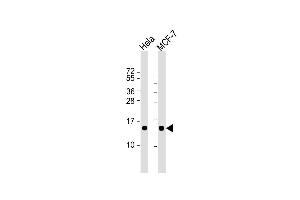 Lane 1: HeLa, Lane 2: MCF-7 cell lysate at 20 µg per lane, probed with bsm-51373M ISG15 (1031CT2. (ISG15 Antikörper)