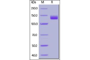 Biotinylated Human ACE2, Fc,Avitag on SDS-PAGE under reducing (R) condition.