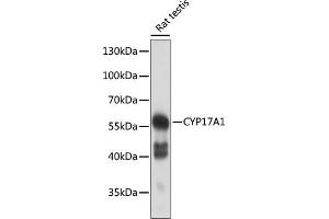 Western blot analysis of extracts of rat testis, using CYP17 antibody (3968) at 1:500 dilution. (CYP17A1 Antikörper  (AA 209-508))