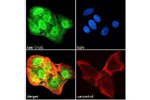 (ABIN190809) Immunofluorescence analysis of paraformaldehyde fixed U2OS cells, permeabilized with 0. (CHD5 Antikörper  (Internal Region))