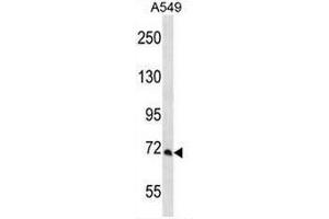 PCCA Antibody (Center) western blot analysis in A549 cell line lysates (35µg/lane). (PCCA Antikörper  (Middle Region))