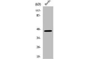 Western Blot analysis of HuvEc cells using WTAP Polyclonal Antibody (WTAP Antikörper  (C-Term))