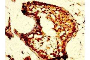 IHC image of ABIN7160273 diluted at 1:500 and staining in paraffin-embedded human testis tissue performed on a Leica BondTM system. (Mu Opioid Receptor 1 Antikörper  (AA 1-68))