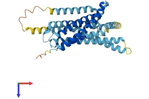 TAS2R38 Protein (AA 1-333) (His tag)