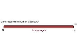 Image no. 2 for anti-Superoxide Dismutase 1, Soluble (SOD1) antibody (ABIN967513) (SOD1 Antikörper)