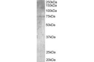 ABIN185150 (1µg/ml) staining of Human Brain lysate (35µg protein in RIPA buffer). (MPP5 Antikörper  (N-Term))
