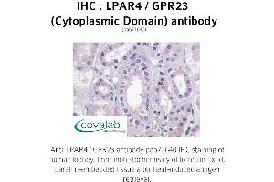 Image no. 1 for anti-Lysophosphatidic Acid Receptor 4 (LPAR4) (3rd Cytoplasmic Domain) antibody (ABIN1736523) (LPAR4 Antikörper  (3rd Cytoplasmic Domain))