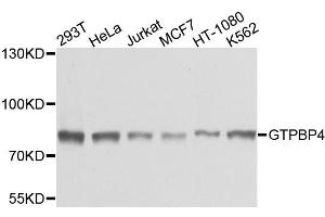 Western blot analysis of extracts of various cell lines, using GTPBP4 antibody (ABIN5972608) at 1/1000 dilution. (GTPBP4 Antikörper)