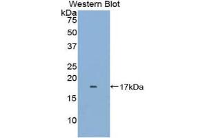 Western Blotting (WB) image for anti-FK506 Binding Protein 1B, 12.6 KDa (FKBP1B) (AA 2-108) antibody (Biotin) (ABIN1176313) (FKBP1B Antikörper  (AA 2-108) (Biotin))