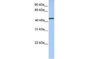 Western Blotting (WB) image for anti-tRNA Methyltransferase 11 Homolog (Trmt11) antibody (ABIN2459205) (Trmt11 Antikörper)