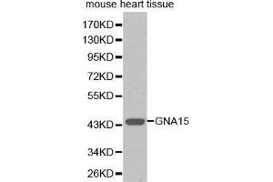 Western Blotting (WB) image for anti-Guanine Nucleotide Binding Protein (G Protein), alpha 15 (Gq Class) (GNA15) (AA 1-374) antibody (ABIN6219265) (GNA15 Antikörper  (AA 1-374))