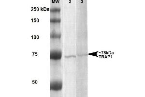 Western Blot analysis of Human, Rat Human A431 and Rat Brain Membrane cell lysates showing detection of ~75 kDa Trap1 protein using Mouse Anti-Trap1 Monoclonal Antibody, Clone 3H4-2H6 . (TRAP1 Antikörper  (Atto 594))
