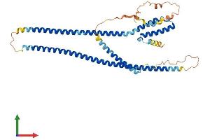 Protein Structure (PS) image for Rab Interacting Lysosomal Protein-Like 1 (RILPL1) (AA 1-403) protein (His tag) (ABIN7551399)