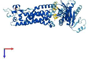 NOX1 Protein (AA 1-564) (His tag)