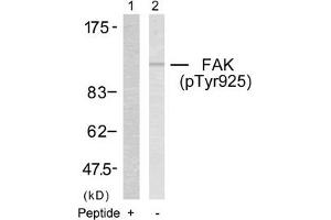Western blot analysis of extracts from 293 cells using FAK(Phospho-Tyr925) Antibody(Lane 2) and the same antibody preincubated with blocking peptide(Lane1). (FAK Antikörper  (pTyr925))