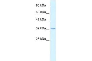 Claudin 10 antibody used at 2. (CLDN10 Antikörper  (C-Term))