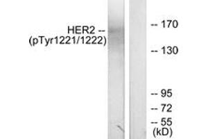 Western blot analysis of extracts from SK-OV3 cells treated with EGF, using HER2 (Phospho-Tyr1221/Tyr1222) Antibody. (ErbB2/Her2 Antikörper  (pTyr1221))