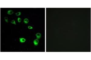 Immunofluorescence (IF) image for anti-Vomeronasal 1 Receptor 4 (VN1R4) (AA 88-137) antibody (ABIN2891104) (VN1R4 Antikörper  (AA 88-137))