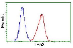 Image no. 6 for anti-Tumor Protein P53 (TP53) antibody (ABIN1499969) (p53 Antikörper)