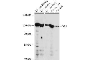 VILL Antikörper  (AA 637-856)