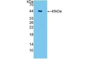 Detection of Recombinant AQP4, Human using Monoclonal Antibody to Aquaporin 4 (AQP4) (Aquaporin 4 Antikörper  (AA 178-317))