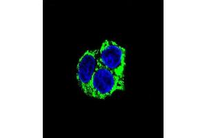Confocal immunofluorescent analysis of CABC1 Antibody (ABIN659101 and ABIN2838085) with HepG2 cell followed by Alexa Fluor® 488-conjugated goat anti-mouse lgG (green). (COQ8A Antikörper)